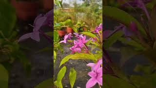 Pink tagar flowers Eranthemum pinktagar flowers easygardeningtips [upl. by True]