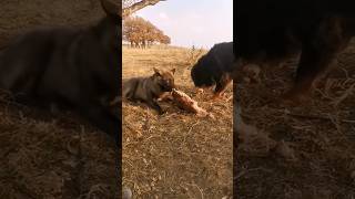 Tibatan Mastiff vs Wolf dog animals wolf viralvideo shortvideos trending shortsviral shorts [upl. by Llirred]