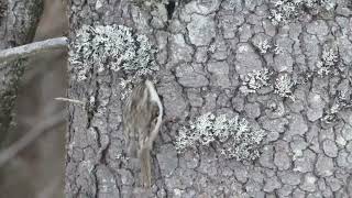 Singing Treecreeper Norway [upl. by Isador]