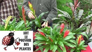 Conseils jardinage Vriesea Entretien et arrosage Plante verte d’intérieur [upl. by Sidnak]