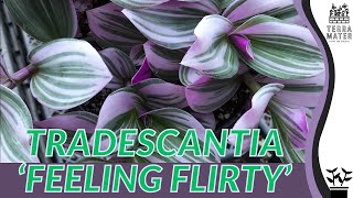 Tradescantia hybrid Feeling Flirty Care Guide and Tips 💐✨ [upl. by Ybbil]