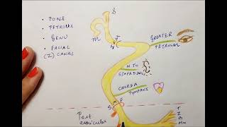 Facial nerve Anatomy [upl. by Finzer]