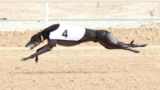 Greyhound racing is flying [upl. by Niloc]