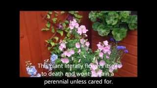 Malva Rosea Moschata in flower care and help [upl. by Ivanna]