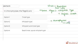 In chlorophyceae the flagella are [upl. by Myo]