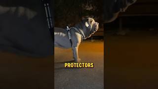 Neapolitan mastiff  the droopiest dog in the world mastiff dog amazing [upl. by Adimra]