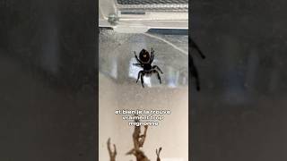 Je te parle de Aragog sont espèce existe vraiment on l’appelle la Phidippus Regius  🕷️ animaux [upl. by Salaidh555]