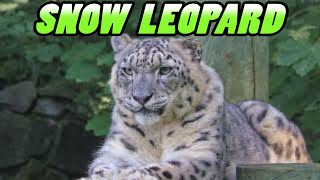 SNOW LEOPARD  Pantera Śnieżna  Zoo Opole Poland 4k [upl. by Odlaumor]