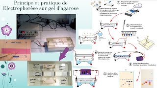 EPP sur gel et électrophorèse capillaire Explorationdysprotéinémies [upl. by Enitsirt96]