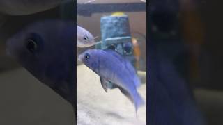 Blue dolphin cichlid 💥  Dubai Ala Bajwa ♛ [upl. by Neelyak]