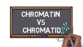 Chromatin Vs Chromatid  What is the Difference  Pocket Bio [upl. by Reffotsirk295]