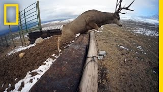 A Deer Migration You Have to See to Believe  National Geographic [upl. by Ahsekar]