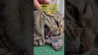 Cat growling and hissing cat catvideos catshorts [upl. by Norene781]