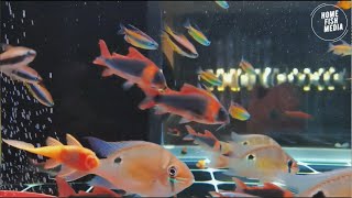 Aquarium video goldfish betta fish and koi fish in planted tank 642 [upl. by Ecirtaed]