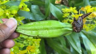 Grammatophyllum seed pods a sweet reward [upl. by Coucher]