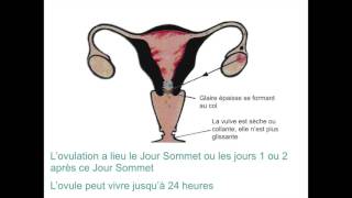 La méthode de lovulation Billings Vidéo formation [upl. by Skiba]