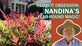 Obsession™ Nandina Your Ultimate Red Foliage Hedge [upl. by Galligan393]