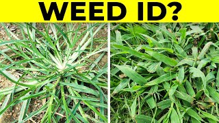 Identify Grassy Weeds in the Lawn including Dallisgrass Crabgrass Goosegrass and Bahiagrass [upl. by Hilliary]