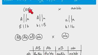 A2 Biology  Autosomal linkage [upl. by Htir]