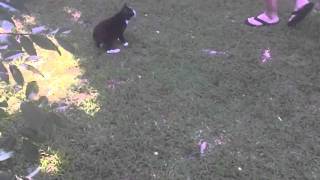 Cat hopswalks like a rabbit [upl. by Velma]