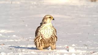 Saker Falcons by Sakertours [upl. by Naitirb555]