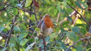 Голоса птиц  Зарянка Erithacus rubecula ВільшанкаEuropean Robin [upl. by Etnovahs]