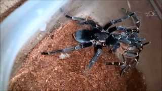 Aphonopelma seemanni breeding [upl. by Kirbee]