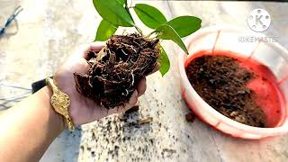 How To Repot Hoya Plants   Repotting Hoya Houseplants Or Wax Plants  Whimsy Crafter [upl. by Leopold]