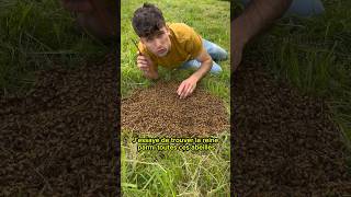 🐝Récupération d’un essaim d’abeilles au sol🐝 abeille bee apiculture ruche miel reine [upl. by Lyred720]