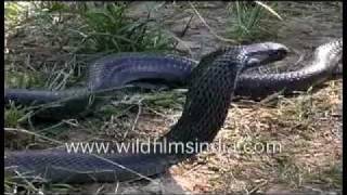 Cobra  a deadly venomous snake [upl. by Bobina291]