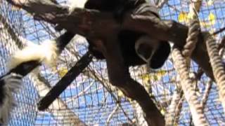 Zoey the Flying Colobus Monkey [upl. by Grier78]