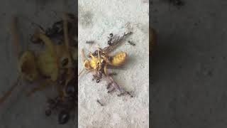 Wasp Vs Ants 🔥🔥🔥 Epic battle shorts tiktok dailyvideos [upl. by Charlton]