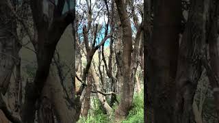 LETS HAVE A LOOK THRU THE TREES looking bushland outdoors [upl. by Eel]