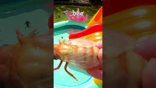 Waterslide Bug Fun  Learn Insect Names Praying Mantis Caterpillar Wasp Bee Millipede Ant [upl. by Rainwater631]