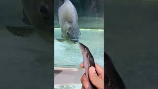 Piranha vs electric eel fish shortsfeed fishing [upl. by Krueger]