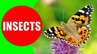 Learn Name of Insects for Children  Teach Insects in English [upl. by Gelb]