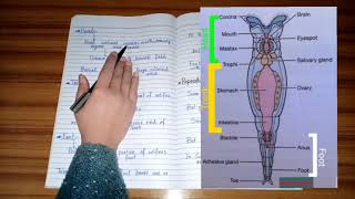 What is Phylum Rotifera Reproduction amp Development of Rotifera by The Pool of Science [upl. by Gosser]