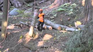 Arborist Training Institute Japan helping to preserve Giant Sequoia Trees [upl. by Nellad875]