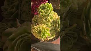 Plant of the day  Aeonium Green Medusa [upl. by Giusto]