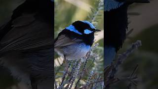 SPOTTED Superb fairy wren  Malurus cyaneus [upl. by Cherry847]