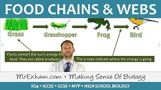 Ecology  Food Chains and Food Webs  GCSE Biology 91 [upl. by Tila292]