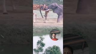 Murkh Hathi aur giraffe Ki Tarah ladte Hain।। Vivek hin ladai।। [upl. by Alel]