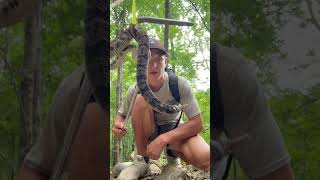 Baby Rattlesnake herping nature wildlife snakes rattlesnake venomous reptiles [upl. by Ano300]