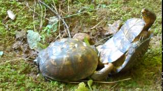 Box Turtles Mating Graphic Part 1 of 3 [upl. by Dygal163]