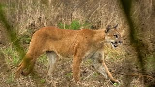 Endangered Florida Panther Caught On Video  Mossy Oak [upl. by Winni]