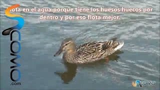 Cómo nadan los patos [upl. by Etnahc]