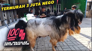 Lapak Kambing Qurban Murah Bekasi🔥❗ 100  Hasil Penjualan Untuk Anak Yatim dan Duafa [upl. by Aehtorod]