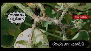 Bacterial canker in tomato disease tomato spot information bacteria Technical karnatakanews [upl. by Karlise366]