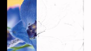 Auto Draw 2 Blue Delphinium [upl. by Etteluap]