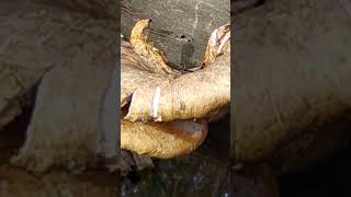 EYE POPPING MOMENTS IN NATURELARGE MUSHROOM nature soothe meditationmusic [upl. by Veradis815]